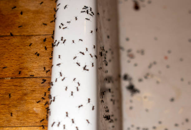 Best Pest Control for Restaurants  in Darien, WI
